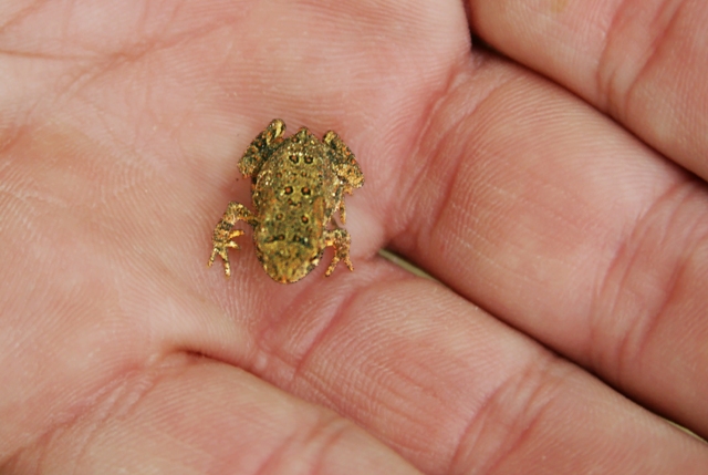 Tiny Toad, Duck Egg County Forest, Wisconsin